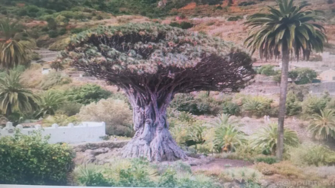 Tradicional Casa Canaria Con Piscina Y Vistas Al Teide Icod De Los Vinos